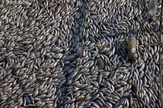 <p>A view shows dead fish as tonnes of it have washed up in the port of Volos, Greece</p>