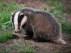 Letters: How badgers could lose Labour the next election