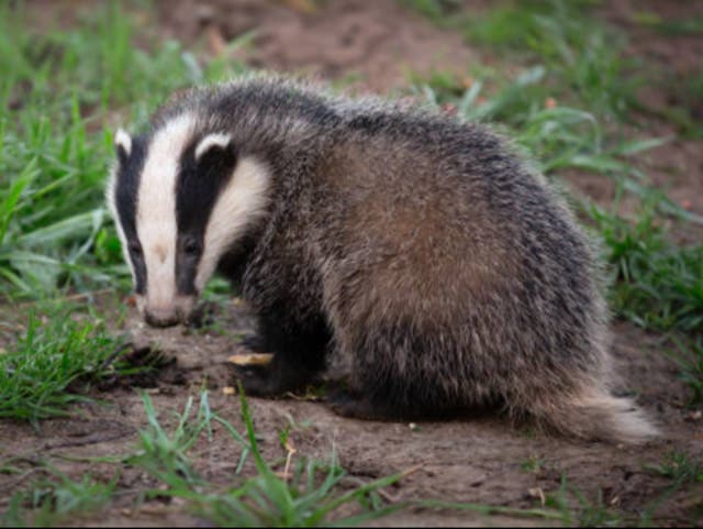 <p>Badger: stop the cull or Keir gets it</p>