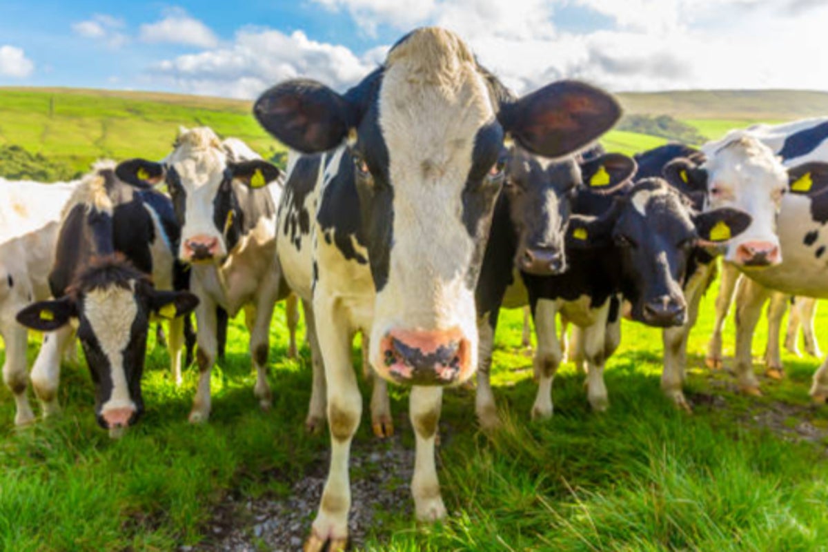 Russia declares cattle disease emergency as huge culls sparks protests