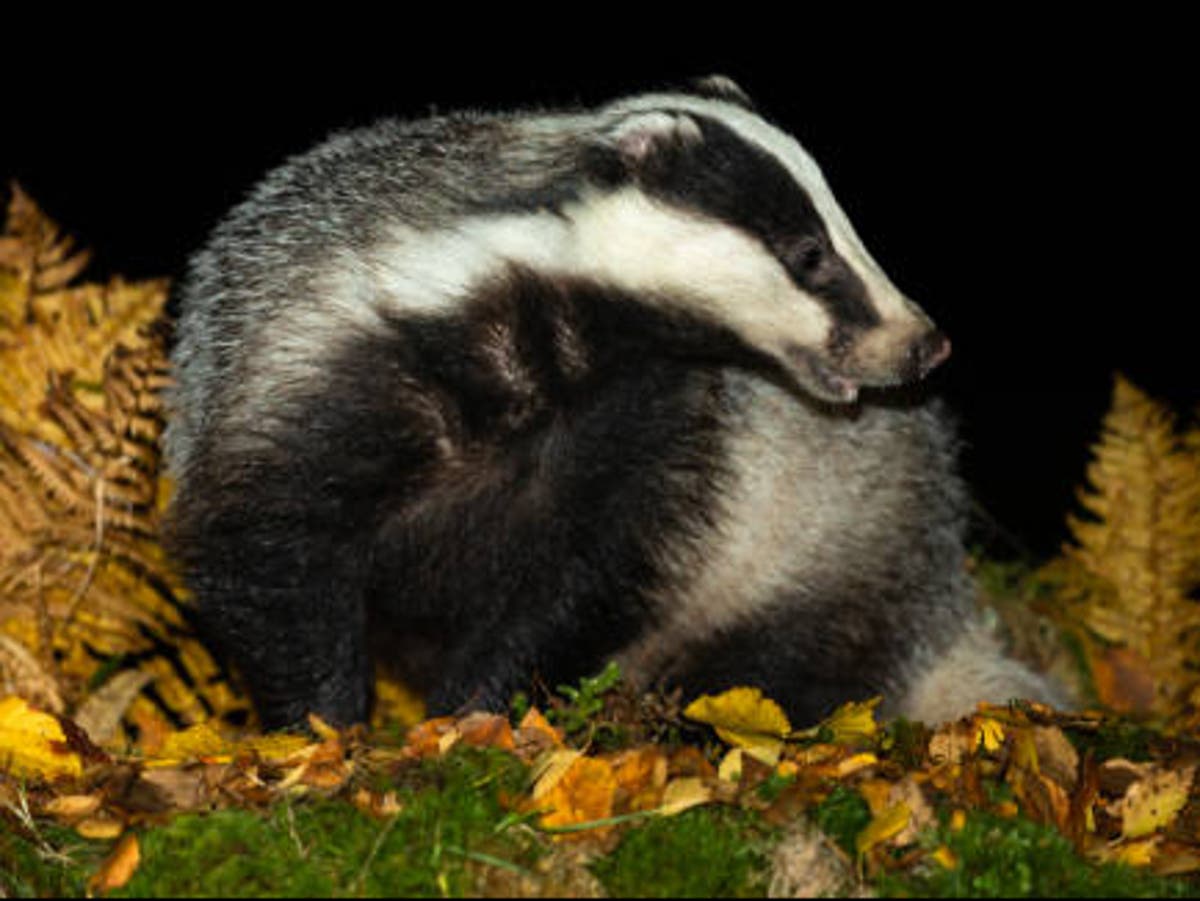 UK Government Cancels Targeted Badger Culls