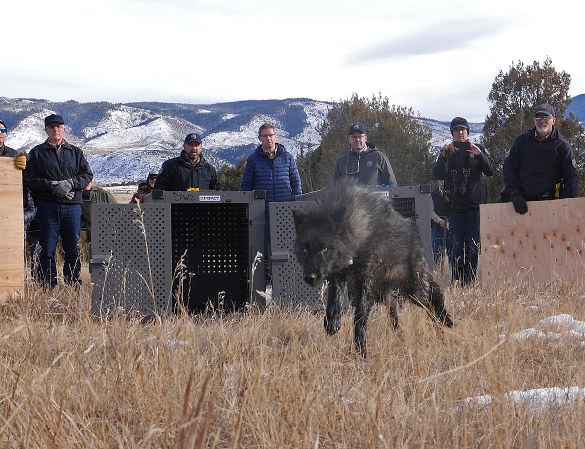 Gray Wolves-Colorado