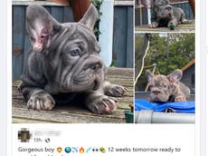 Cruel puppy dealers use Facebook and Instagram to sell suffering animals, report says