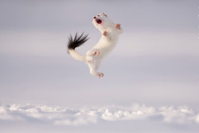 Jose Manuel Grandio braves below-zero temperatures to witness a stoat jumping high into the air above the snow ( Jose Manuel Grandío/ Wildlife Photographer of the Year)