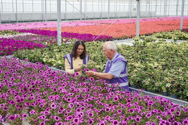 Ray Marriott, chief scientific officer at Bridge Farm Group, and Parimala Shivaprasad, assistant professor at the University of Nottingham, selecting unwanted multi-coloured petunias in Bridge Farm Group’s 60-acre greenhouse from which scientists will extract essential oils (Christopher Nunn/Unilever)