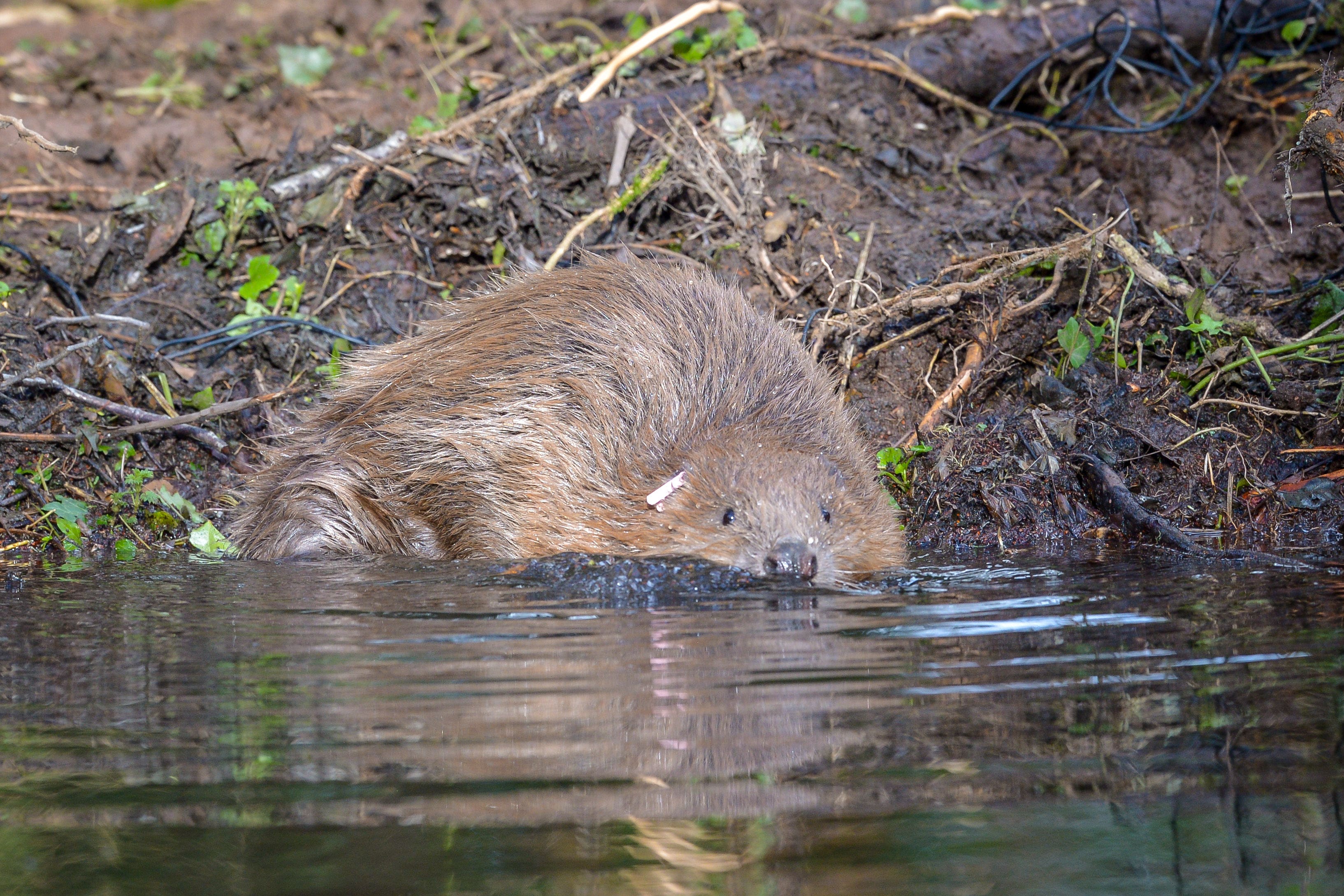 A beaver at the water’s edge (Ben Birchall/PA)