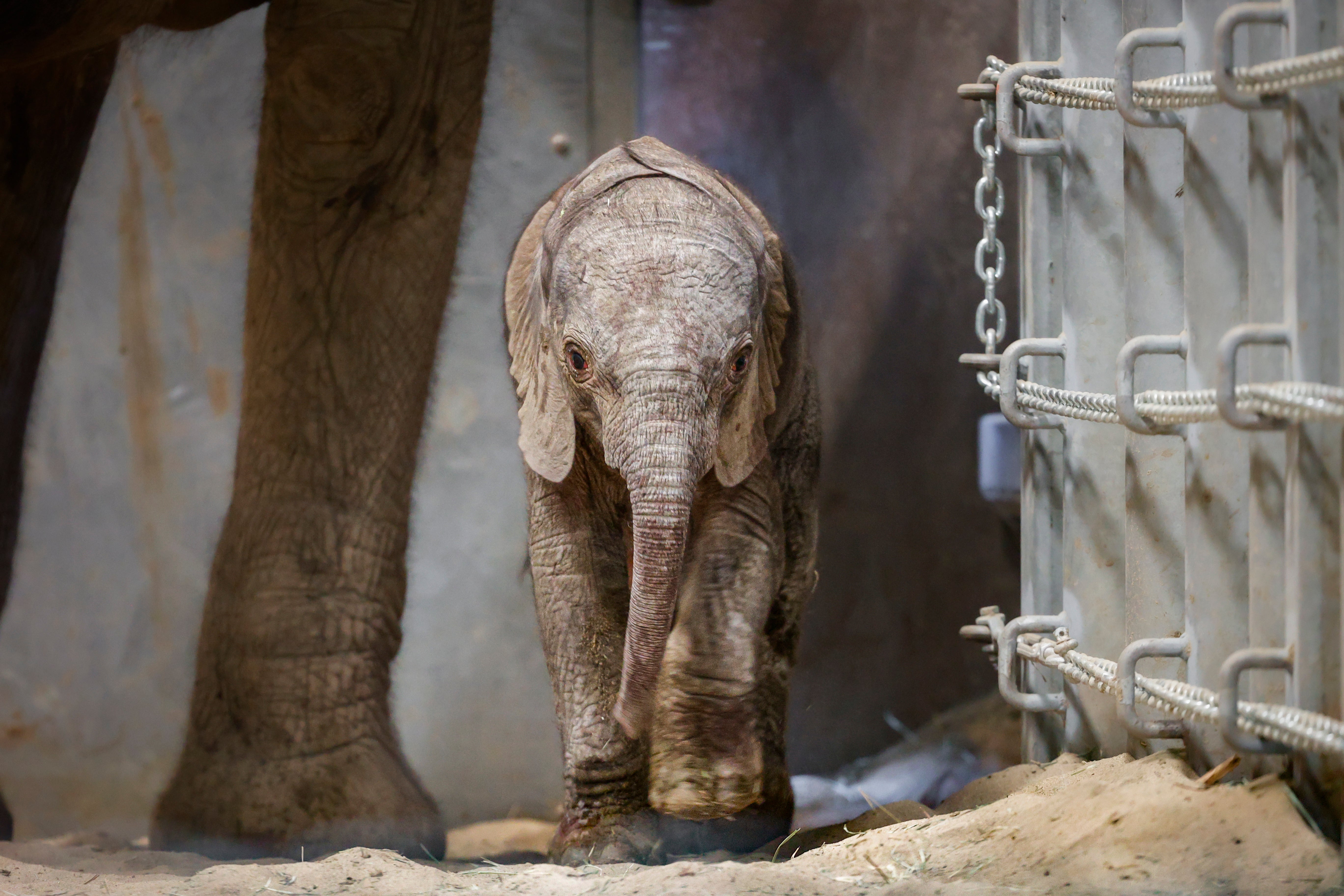 Zoo Elephant Birth