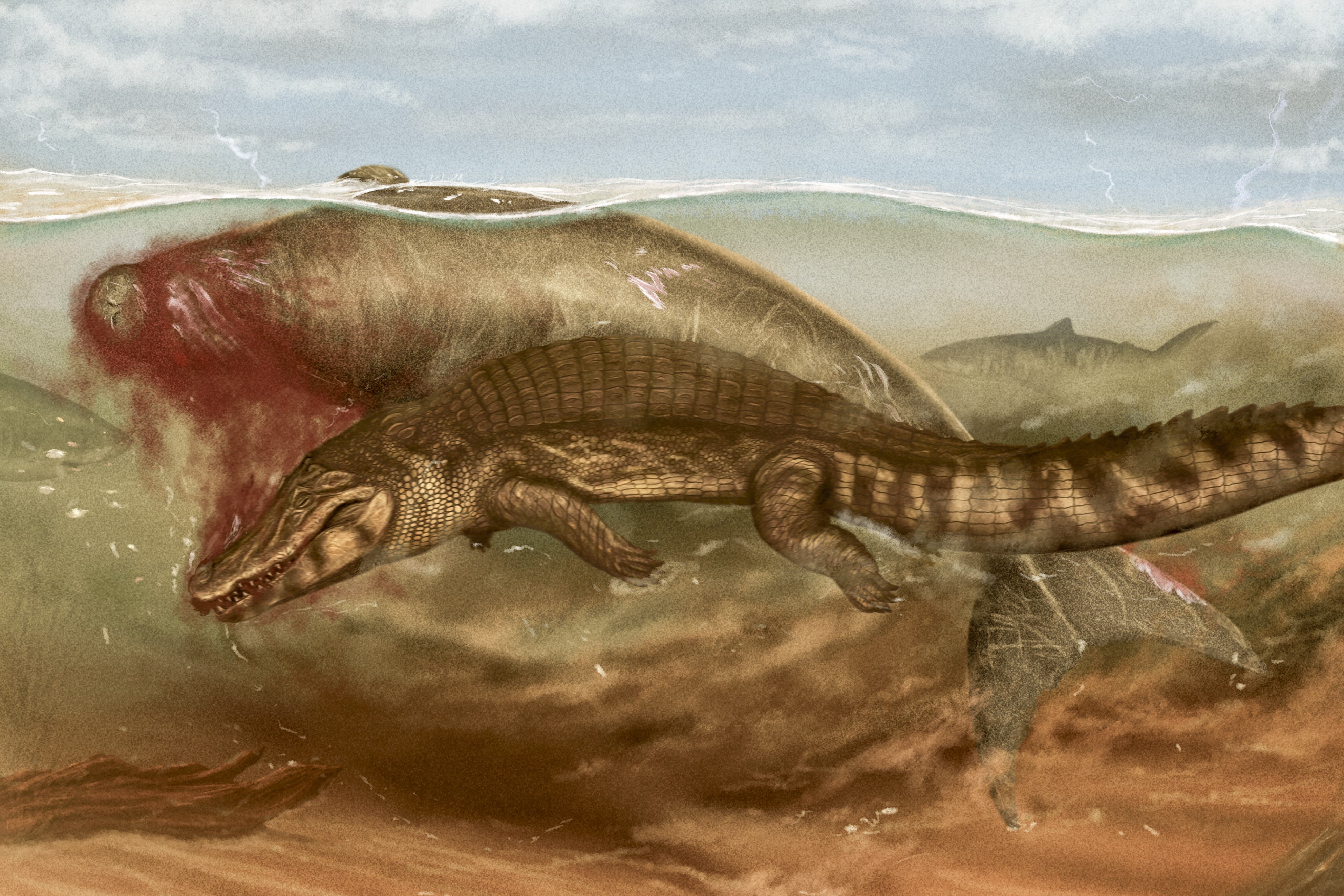 An artist’s impression of an ancient sea cow being attacked by a crocodile (Jaime Bran Sarmiento/Journal of Vertebrate Paleontology)