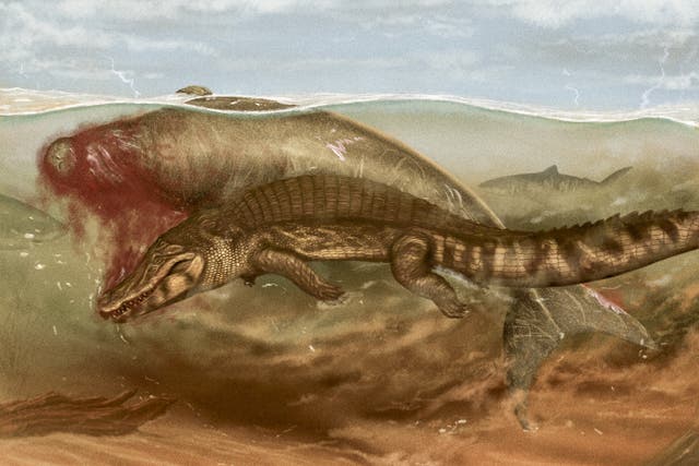 An artist’s impression of an ancient sea cow being attacked by a crocodile (Jaime Bran Sarmiento/Journal of Vertebrate Paleontology)