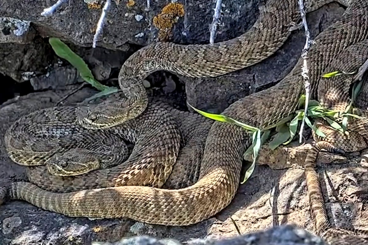 Newborn rattlesnakes at a Colorado ‘mega den’ are making their live debut