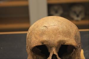 Viking skull displaying blunt force trauma