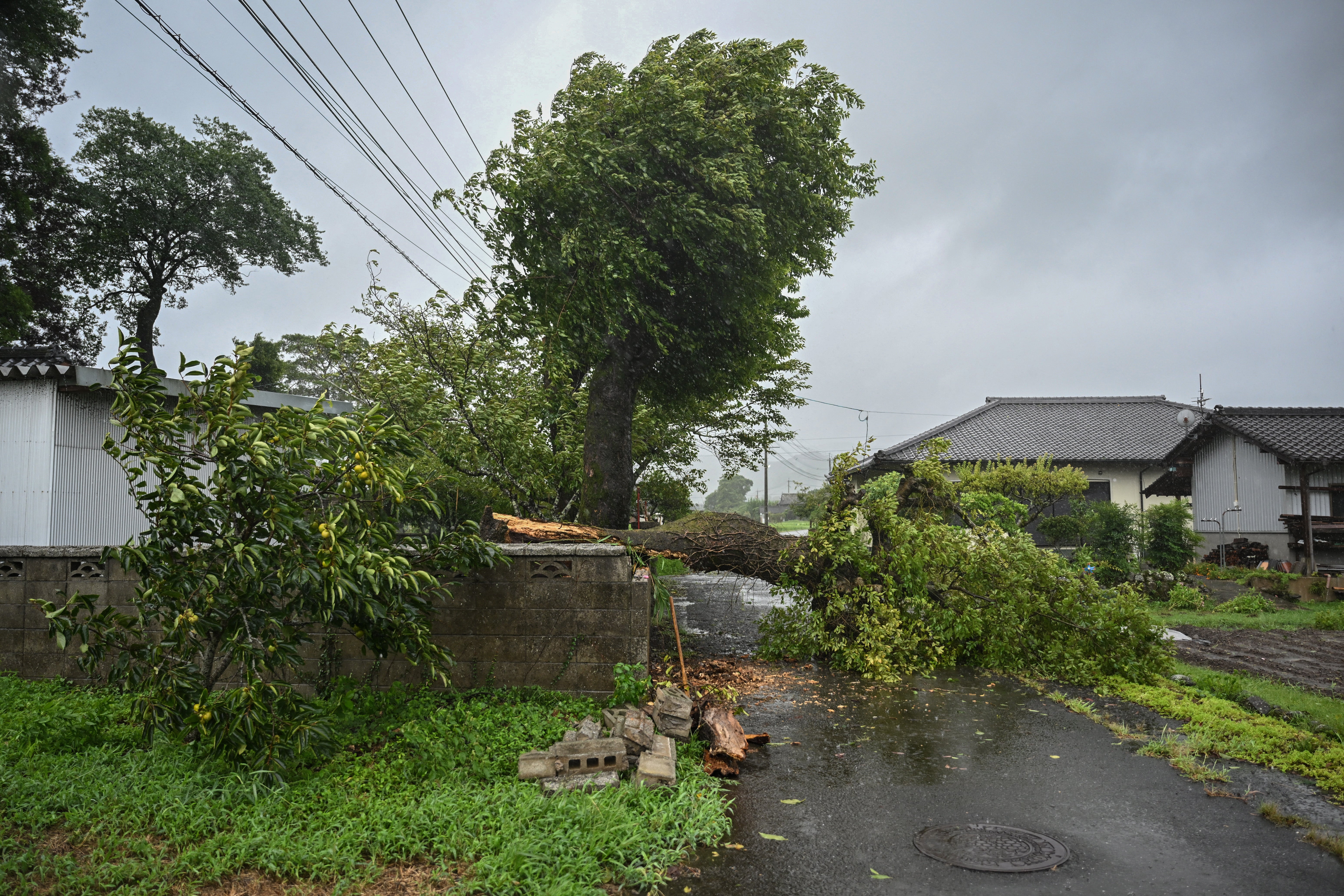 A fallen tree brought down by strong winds from Typhoon Shanshan in Usa, Oita prefecture