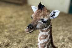 Keepers celebrate ‘little miracle baby’ giraffe born at Hampshire zoo