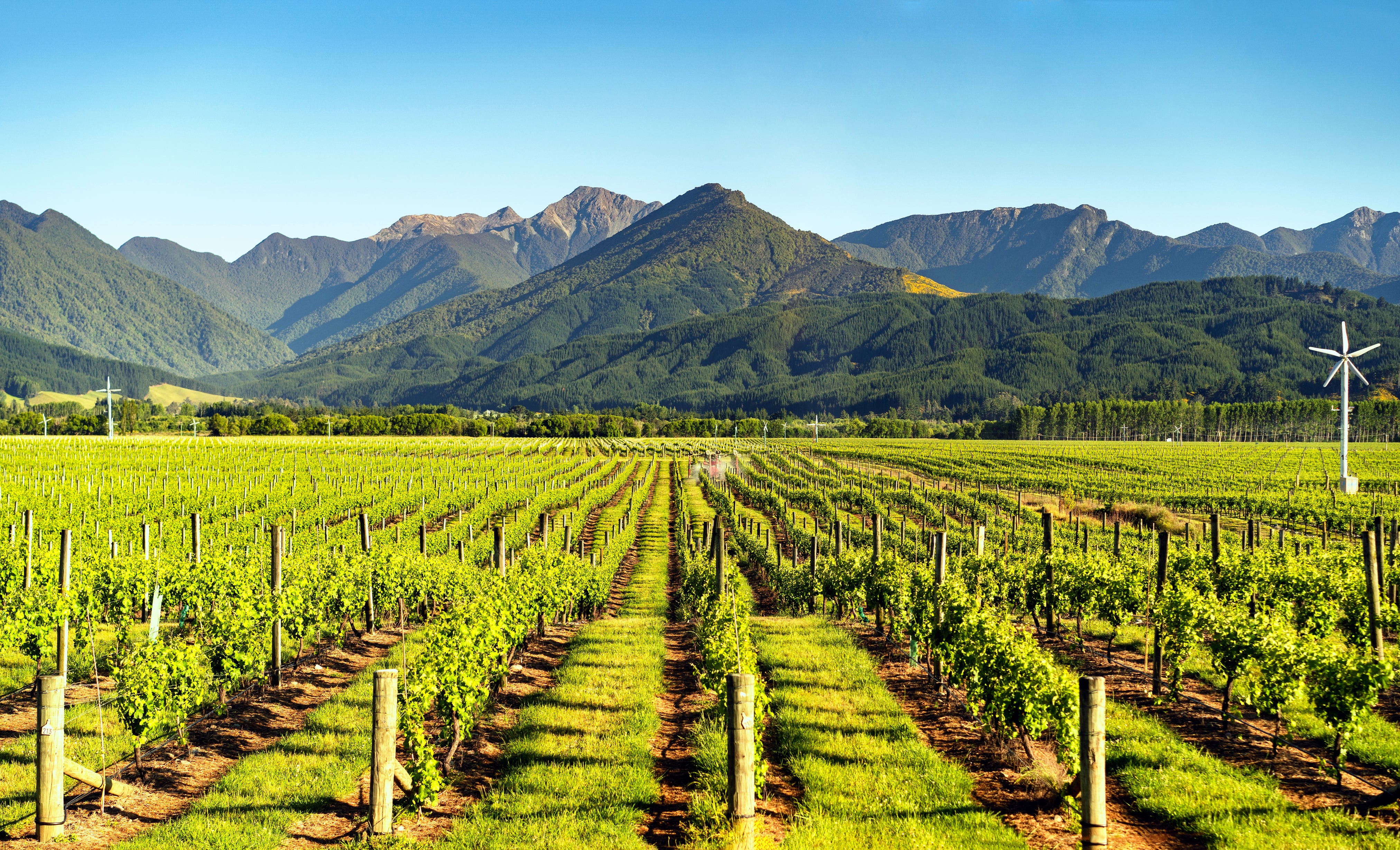 Marlborough, the world’s epicentre for Sauvignon Blanc