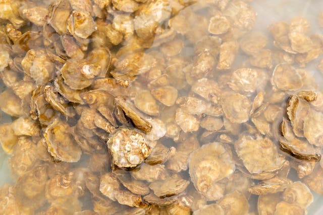 The juvenile oysters are being grown in crates before being released into the Solent (Harriet Rushton and Rod Jones as they inspect the oysters in Portsmouth. (UK MOD Crown copyright)