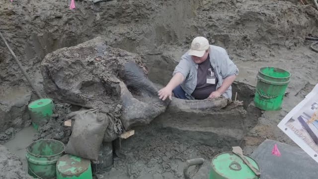 <p>Mastodon skull unearthed by University of Iowa archaeologists.</p>