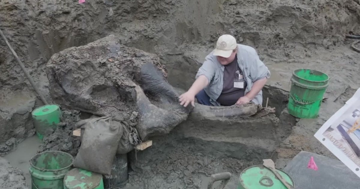 Mastodon skull unearthed by University of Iowa archaeologists