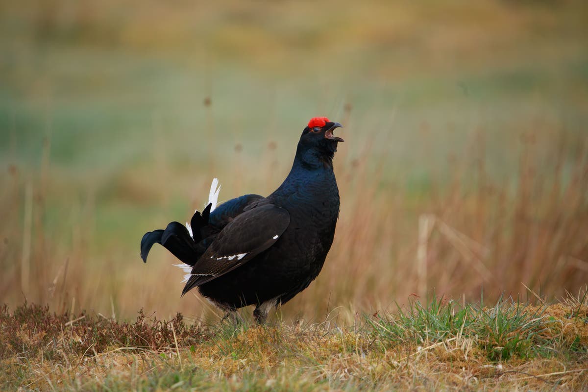 ‘Optimism’ as endangered black grouse numbers increase at rewilding sites