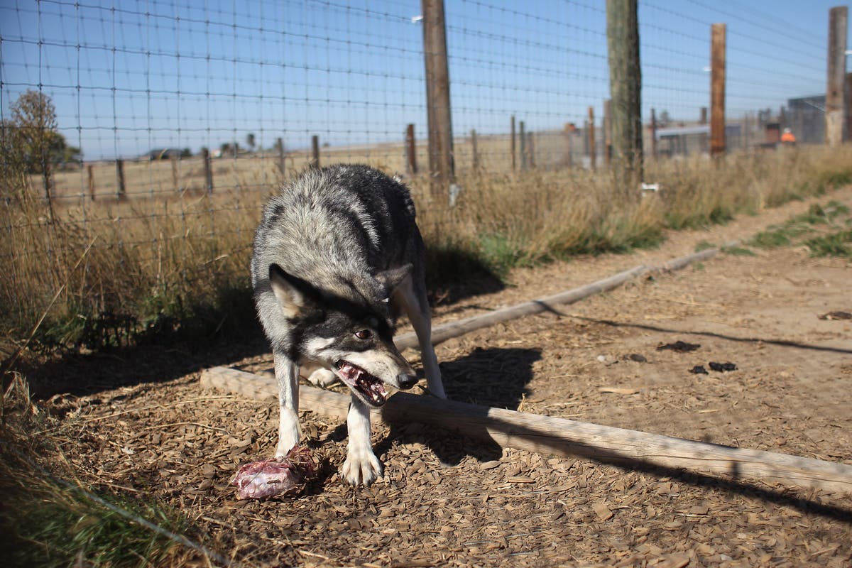 Wolves Kill Eight in Northern India Attacks