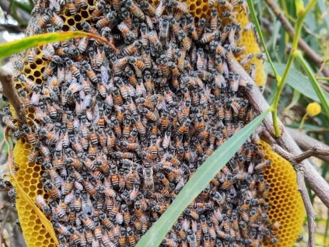 <p>Apis florea colony hanging on a tree branch</p>