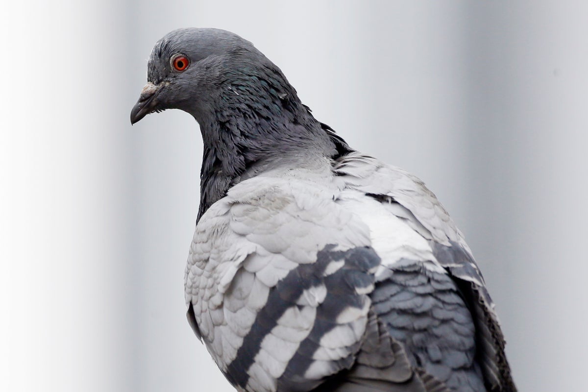 ‘Nuisance’ pigeons could be put on the Pill