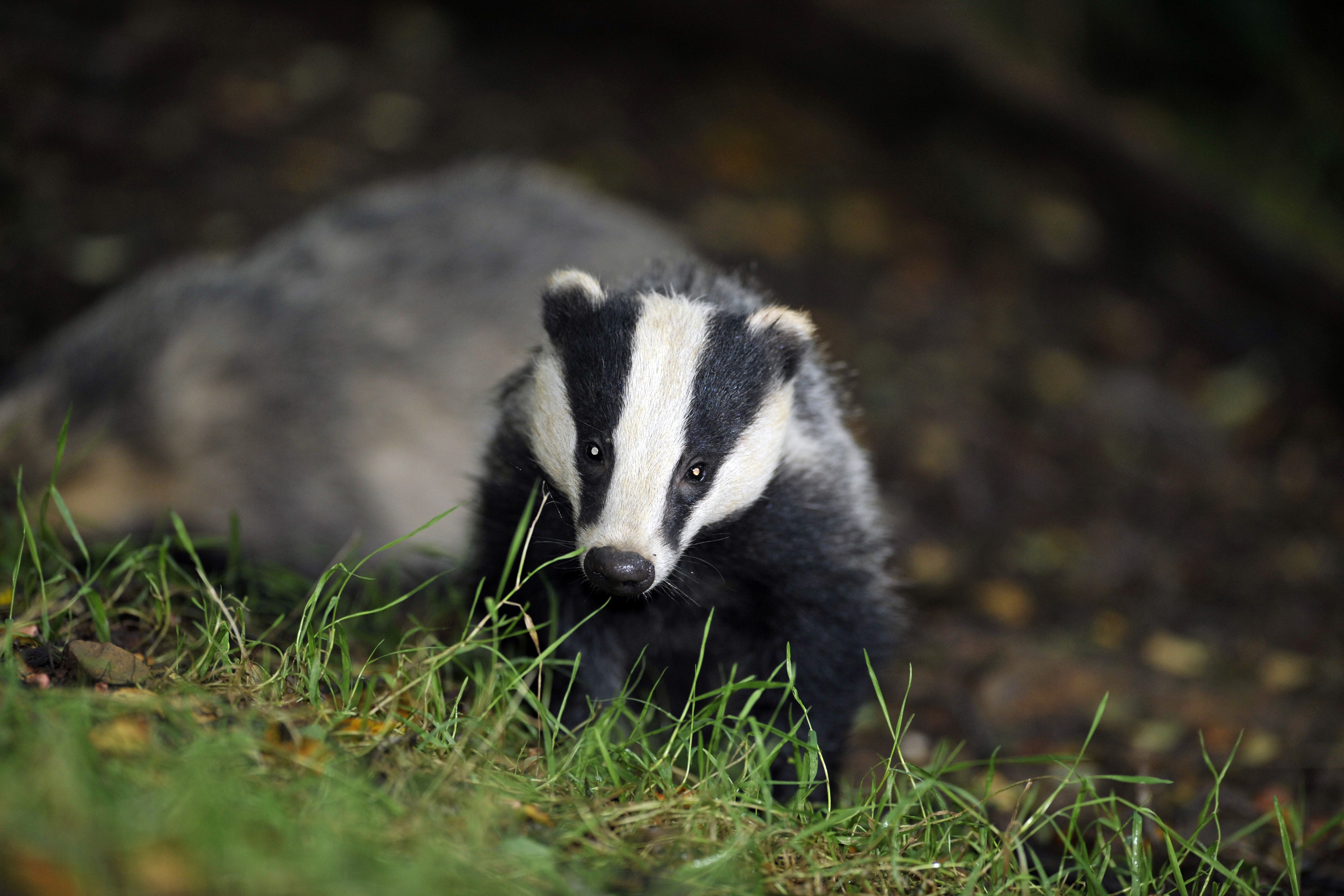 The Government aims to end the culling of badgers as part of a new strategy to tackle bTB in cattle (Ben Birchall/PA)