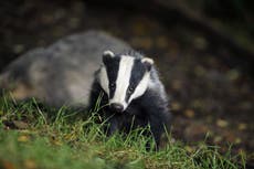 Government to end badger cull within five years in ‘watershed moment’