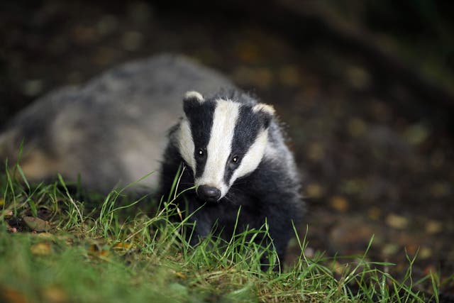 The Government aims to end the culling of badgers as part of a new strategy to tackle bTB in cattle (Ben Birchall/PA)