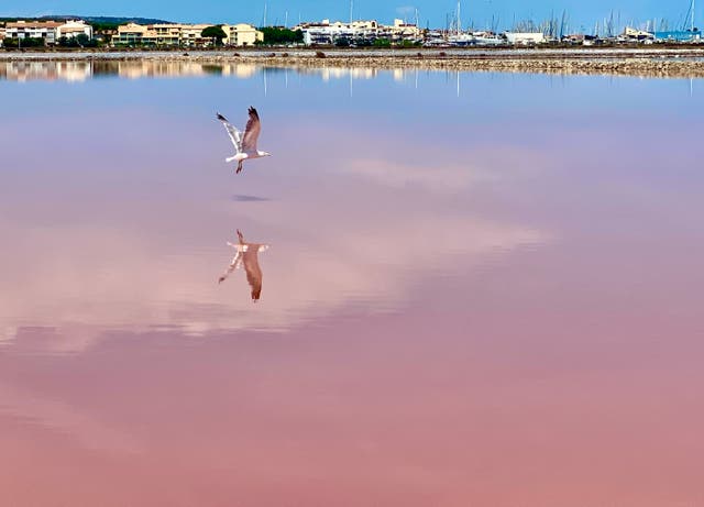 <p>In the pink: as you cycle around Beziers, take in the amazing salt lagoon near the pretty village of Gruissan  </p>