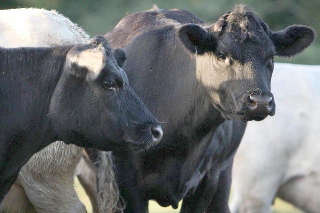 Restrictions have been put in place after bluetongue was confirmed in some cattle (Chris Radburn/PA)