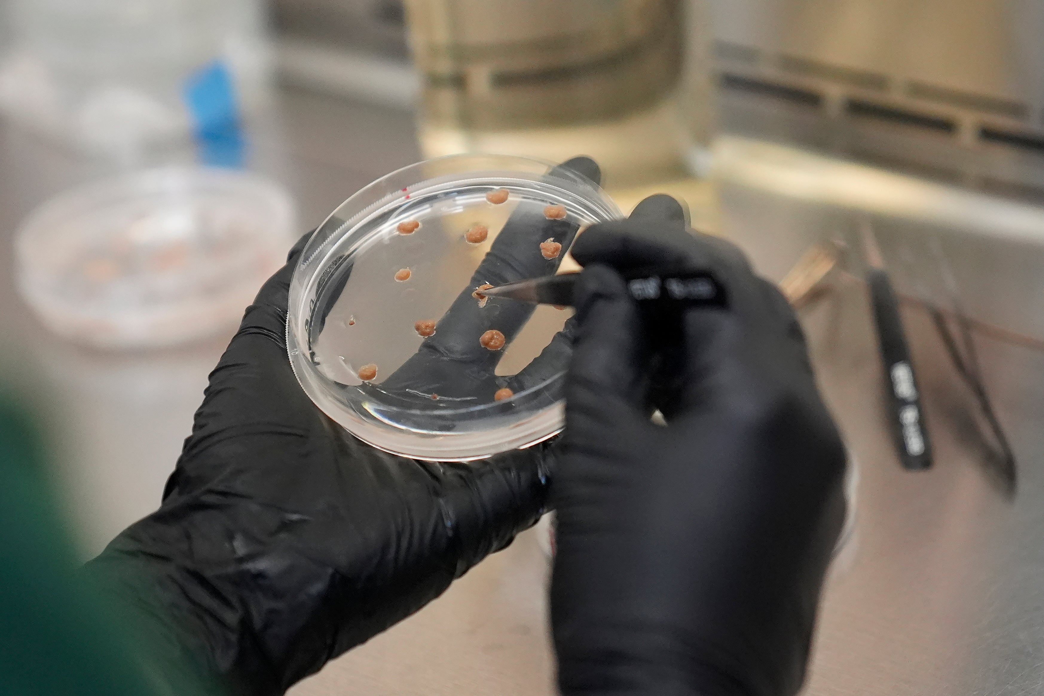 Aubrey McKeand, a lab technician at California Cultured, works on cell cultures