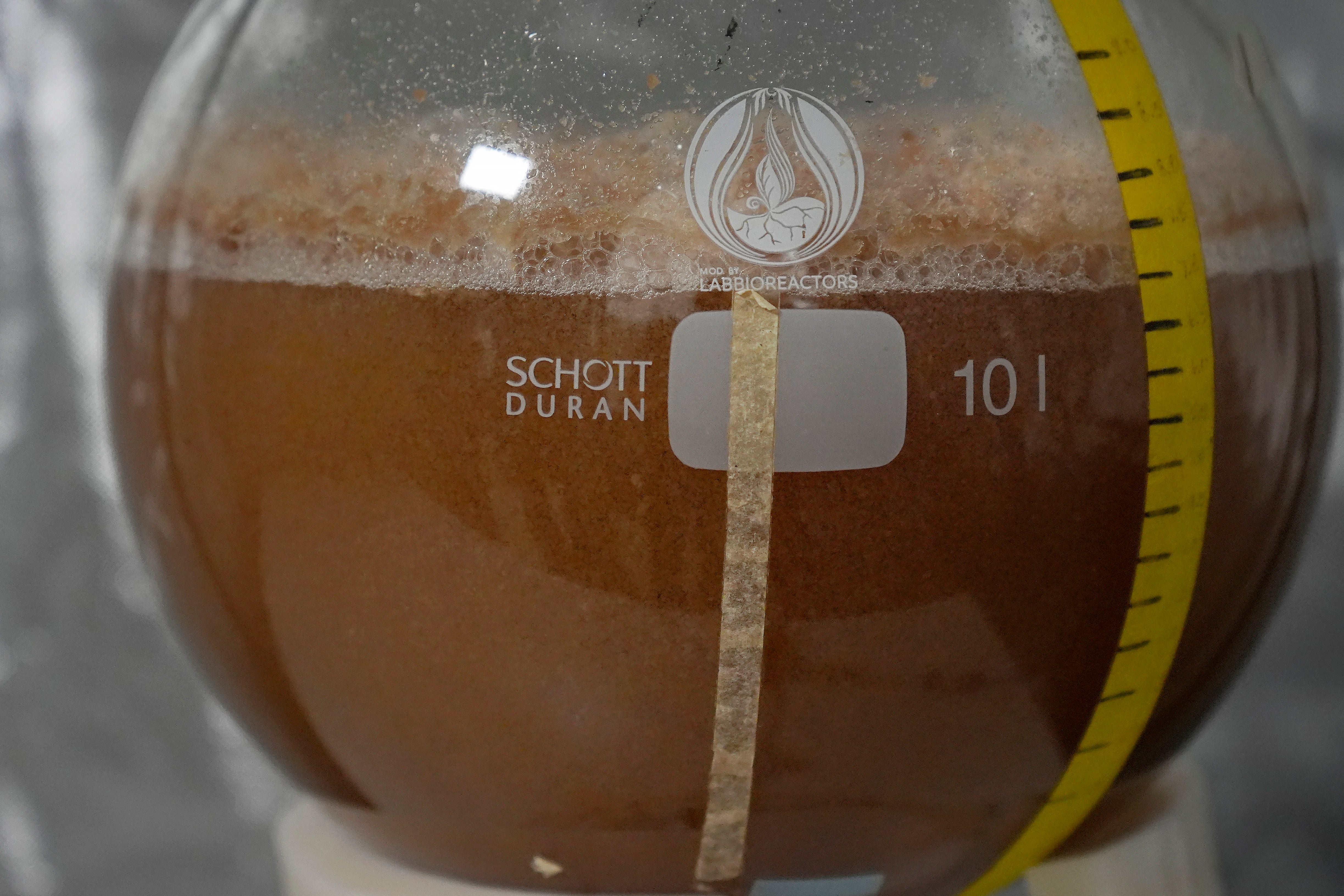 Cocoa cells are shown growing inside a container at the California Cultured lab.