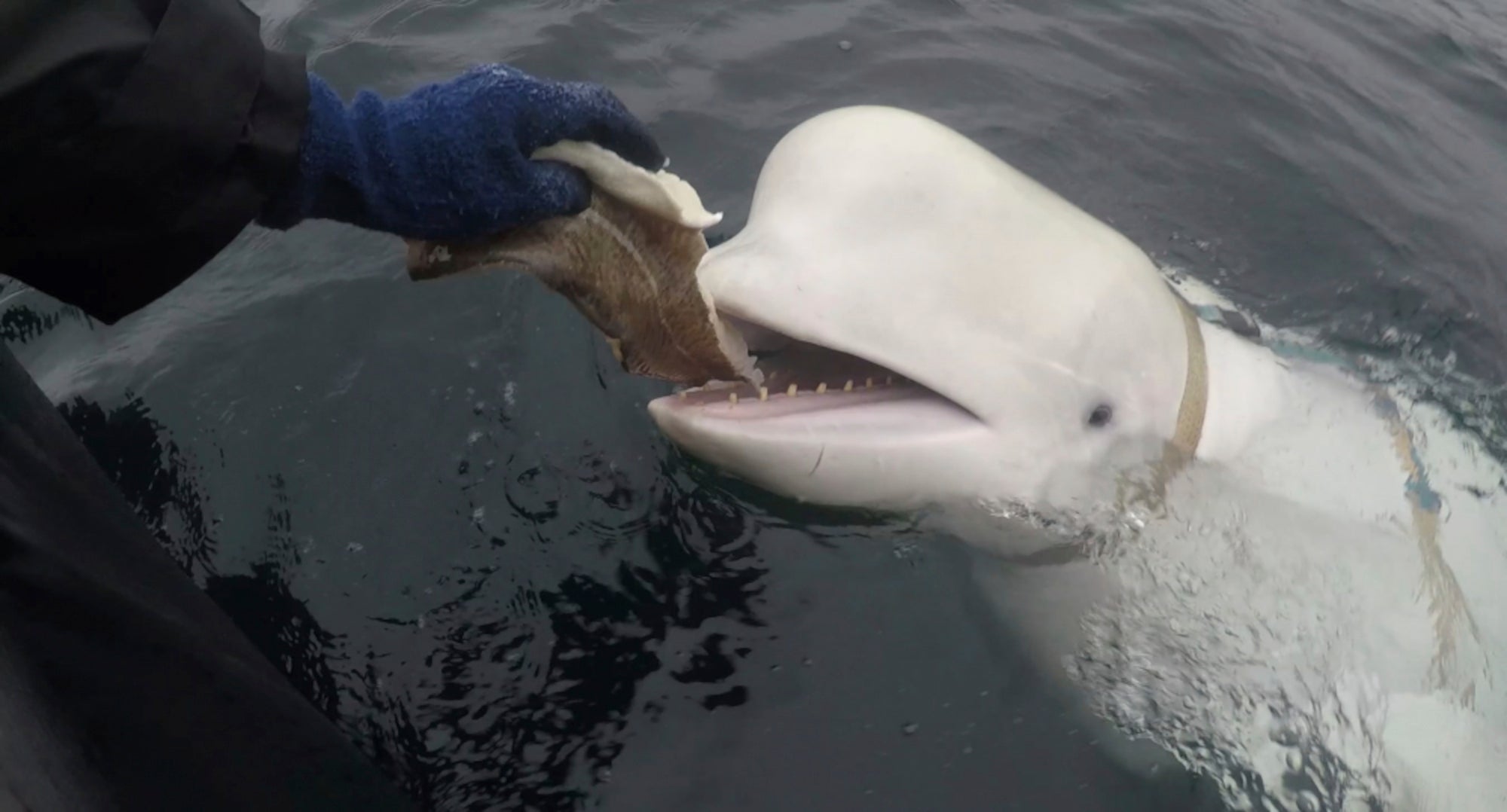 File. A beluga whale in Arctic Norway in April 2019