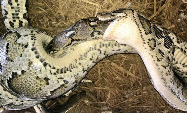 <p>Burmese python eating reticulated python on Bangladesh wildlife farm</p>