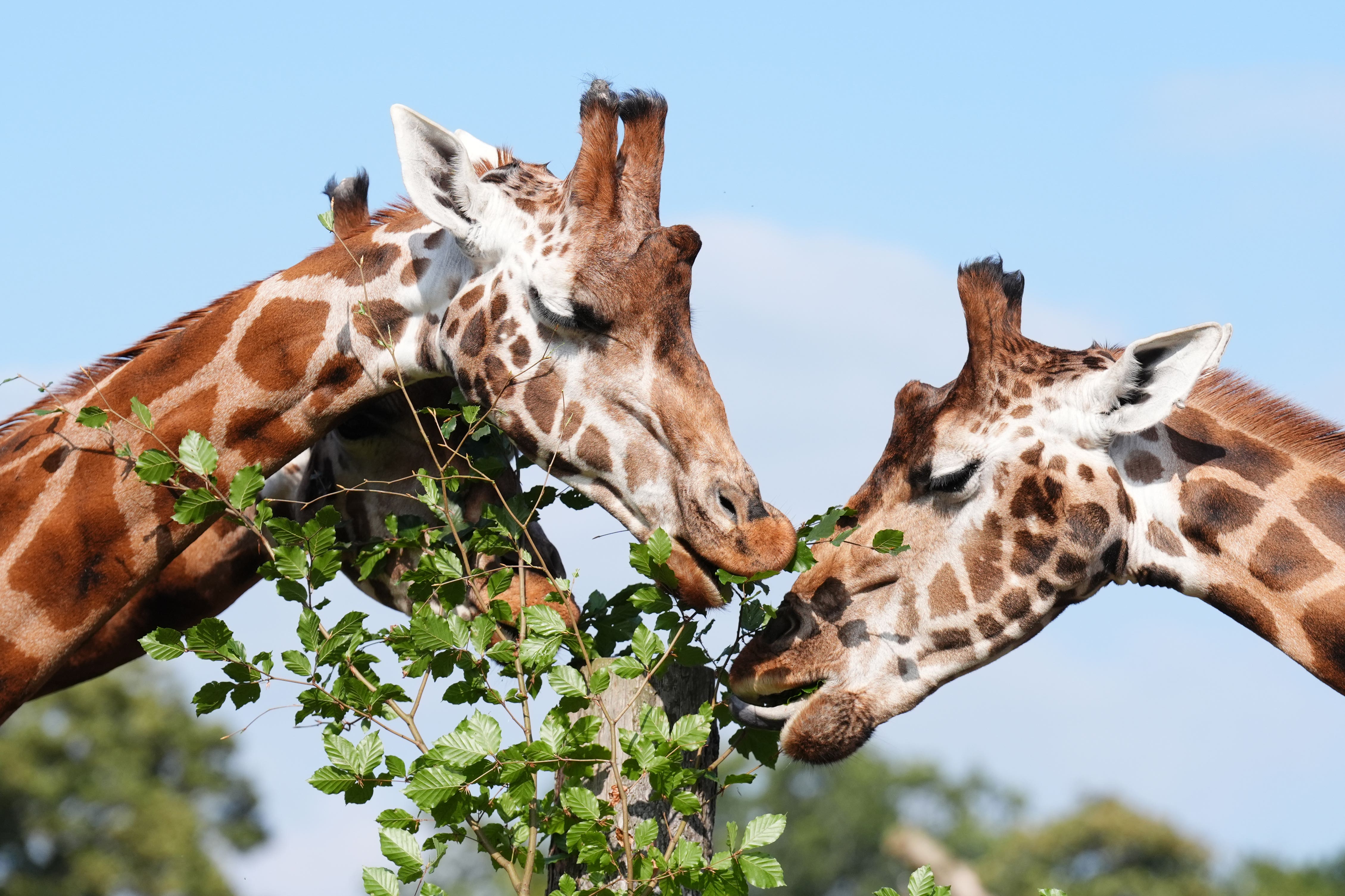 Giraffes at Blair Drummond Safari Park have been taking part in a training programme aimed at reducing the stress around medical procedures (Andrew Milligan/PA)