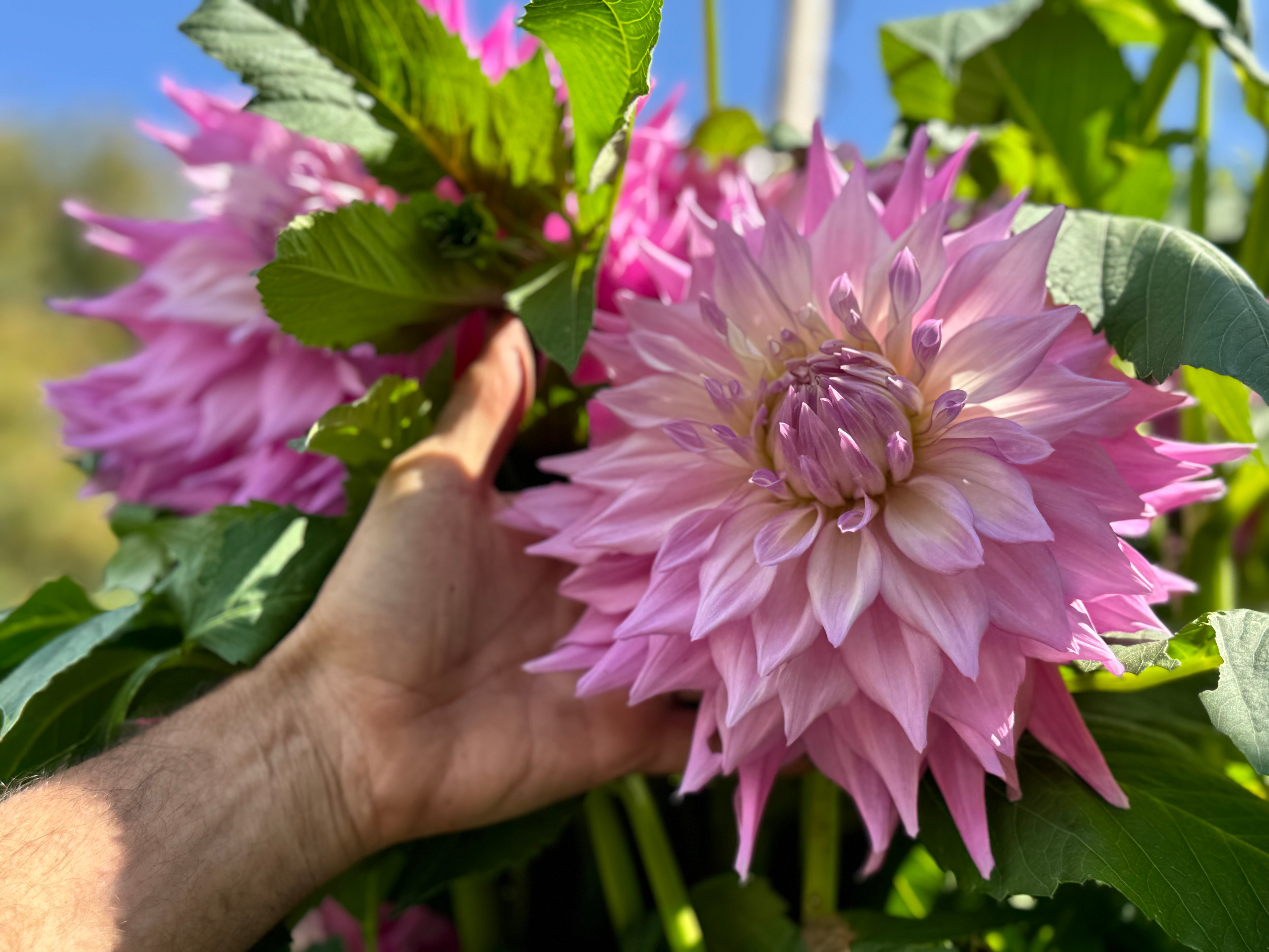 Dahlia 'Sir Alf Ramsay' at Hever Castle & Gardens