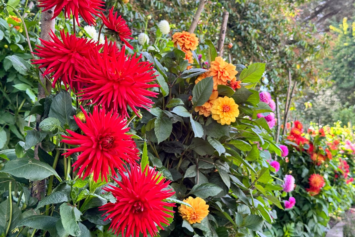 How to achieve dazzling dahlia displays How to achieve dazzling dahlia displays