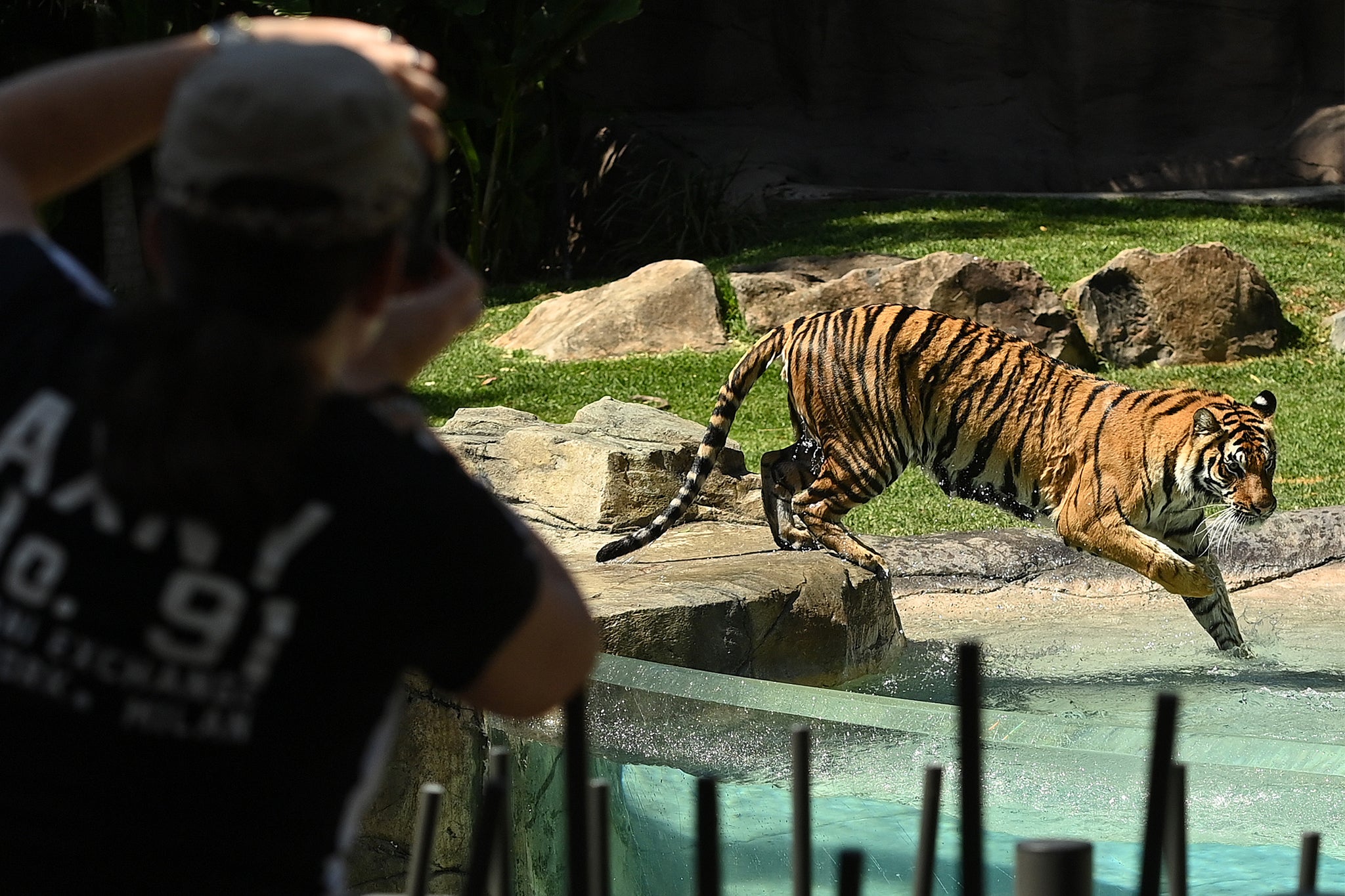 Patrons watch the tigers at Dreamworld on 16 September, 2020 in Australia