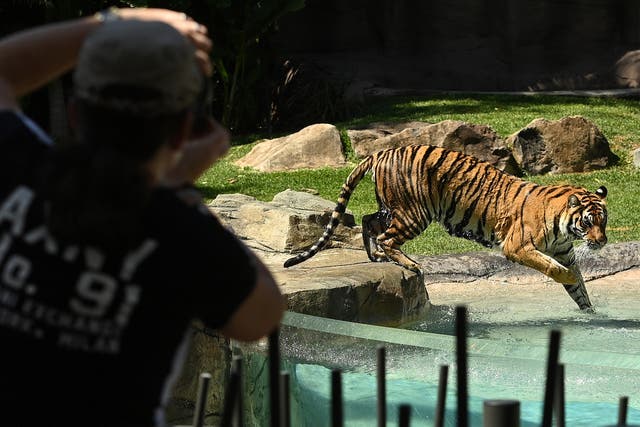 <p>File: Patrons watch the tigers at Dreamworld on September 16, 2020 in Gold Coast, Australia</p>