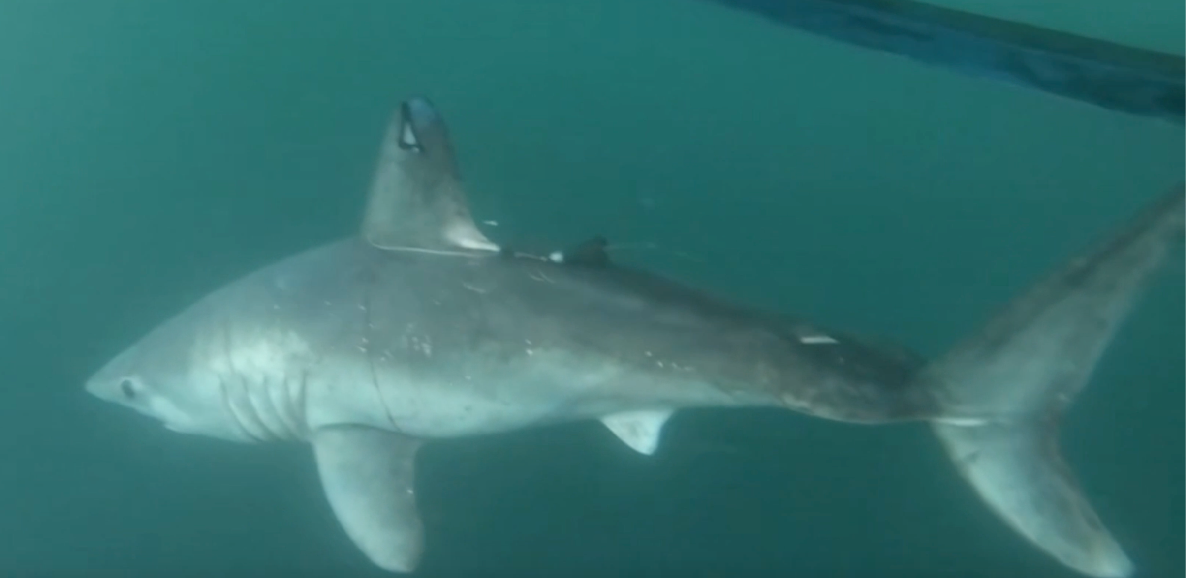 Shark swimming away with tag mounted to fin