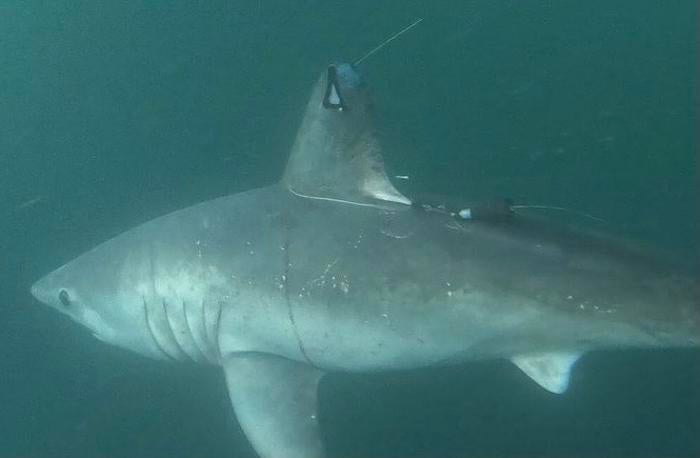 Pregnant shark, subject of study, after her release