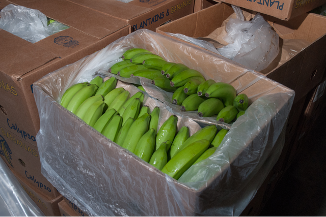 Border Force officers at the Port of Dover seized 18 consignments of bananas addressed to Glasgow Fruit Market between May and September 2020 (COPFS/PA Wire)