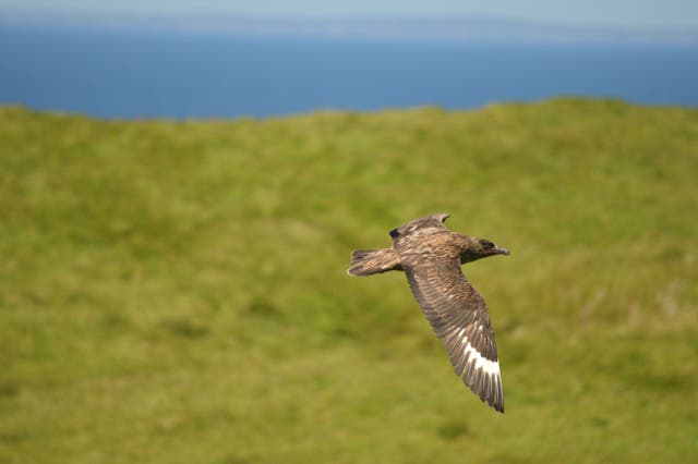 <p>A great skua Stercorarius skua, adult in flight, Shiant Isles, Hebrides</p>