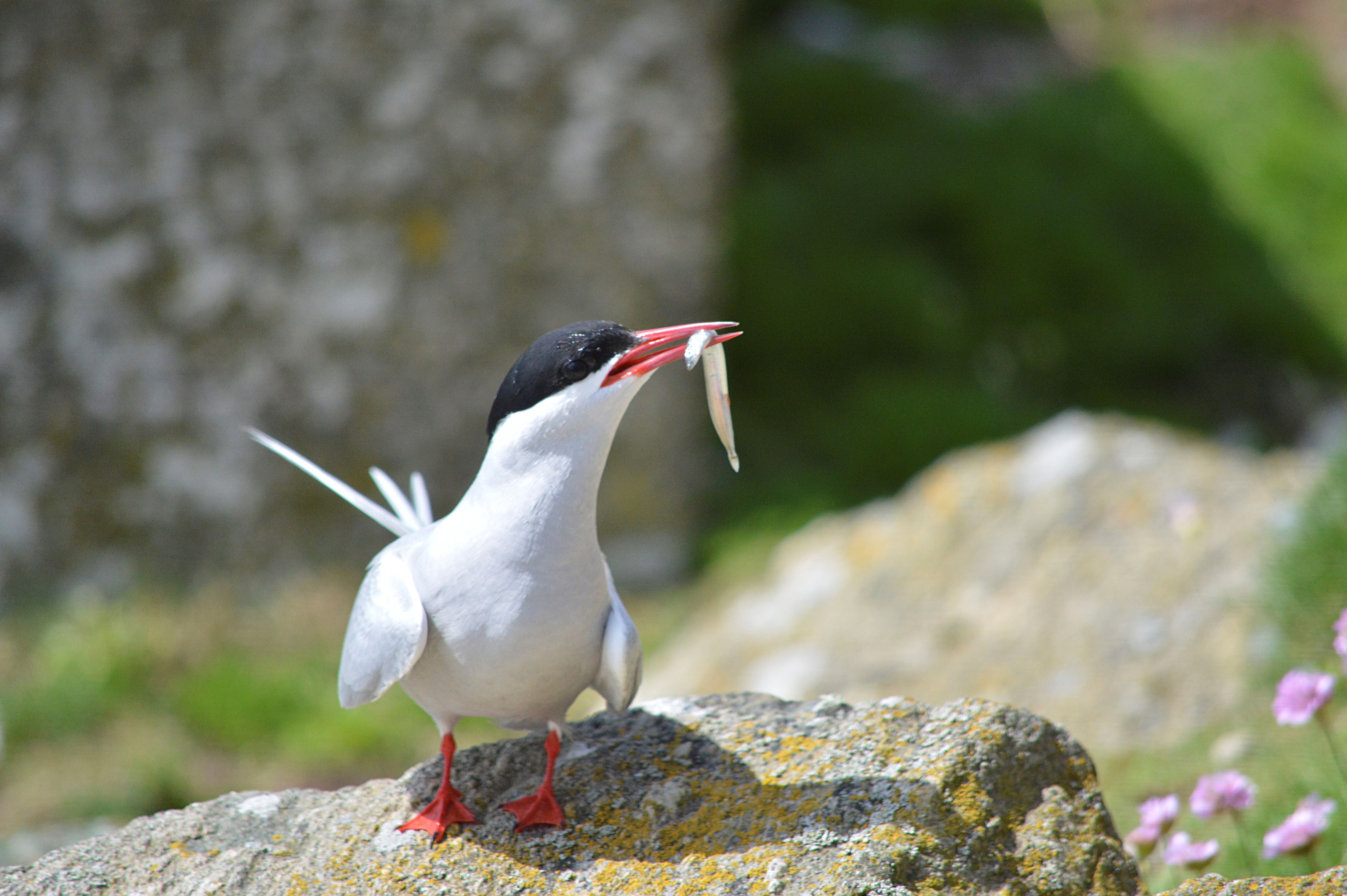 An arctic tern Sterna paradisaea, adult with sandeel, The Skerries, North Wales