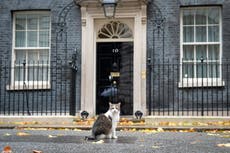 Starmer gets new kitten to join Larry the cat in Downing Street