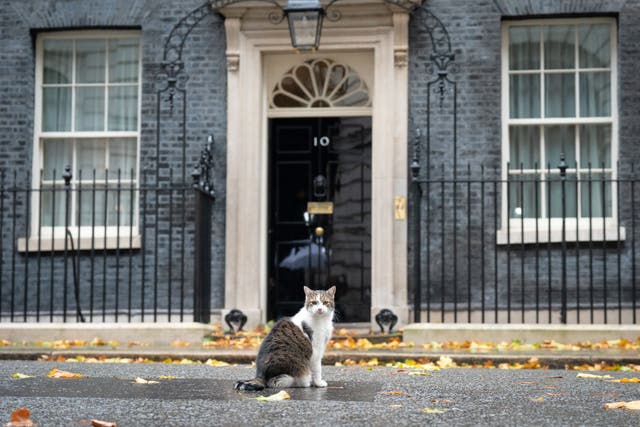 <p>Larry the cat sits outside 10 Downing Street in Westminster, London. He’s unlikely to welcome all the new company</p>