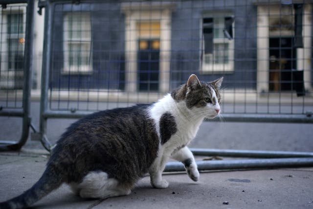 <p>Larry the cat in Downing Street, London (Yui Mok/PA)</p>