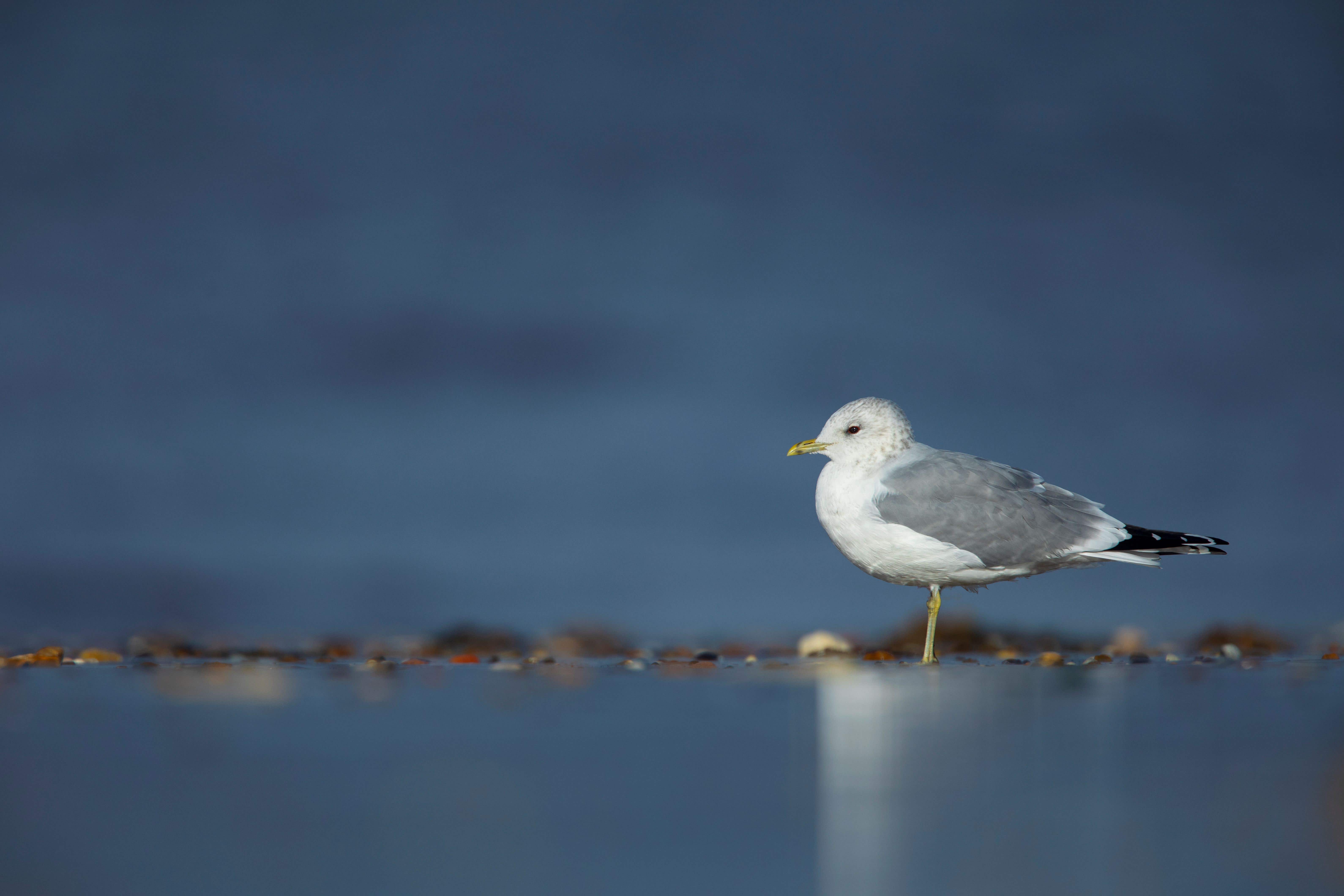 A Common Gull resting on a beach in Norfolk (Ben Andrew/RSPB)