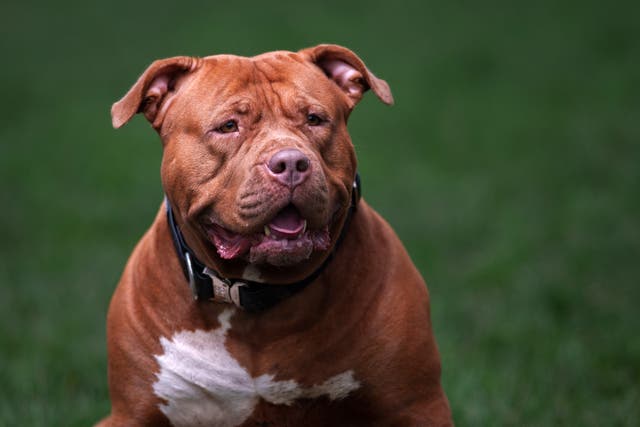 <p>Representative: An XL Bully enjoys a run and a walk on a private and secure dog walking field on 15 February 2024 in Birmingham, England</p>