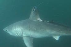 Large sharks hunting each other ‘may be more common than thought’